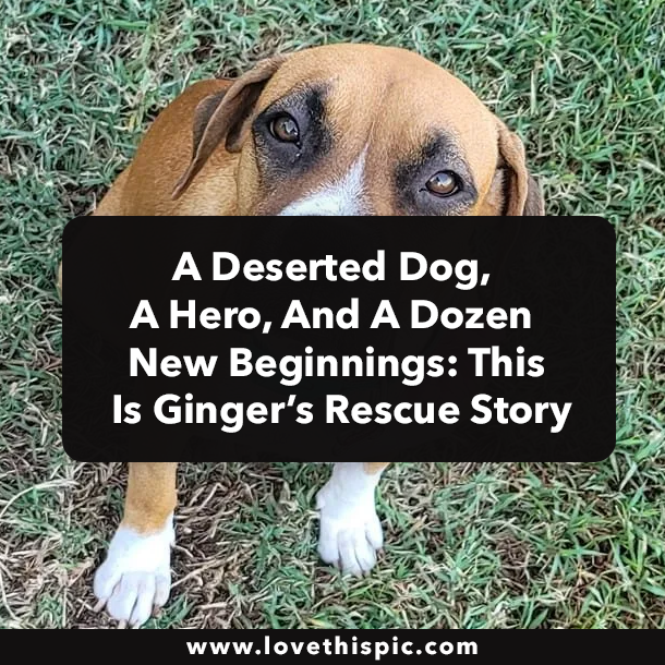 A Deserted Dog, A Hero, And A Dozen New Beginnings: This Is Ginger’s Rescue Story