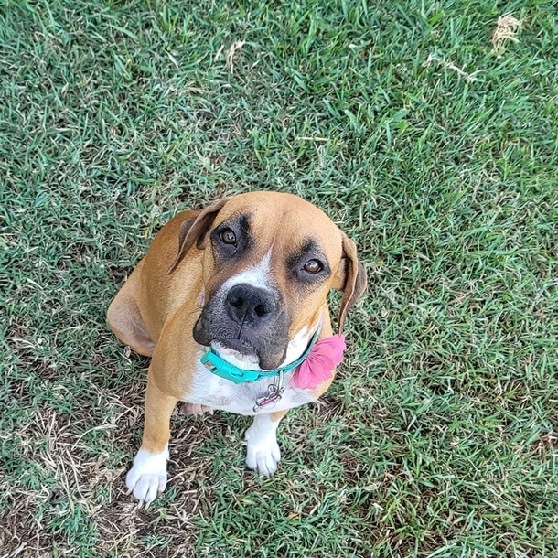 A Deserted Dog, A Hero, And A Dozen New Beginnings: This Is Ginger’s Rescue Story - picture 2