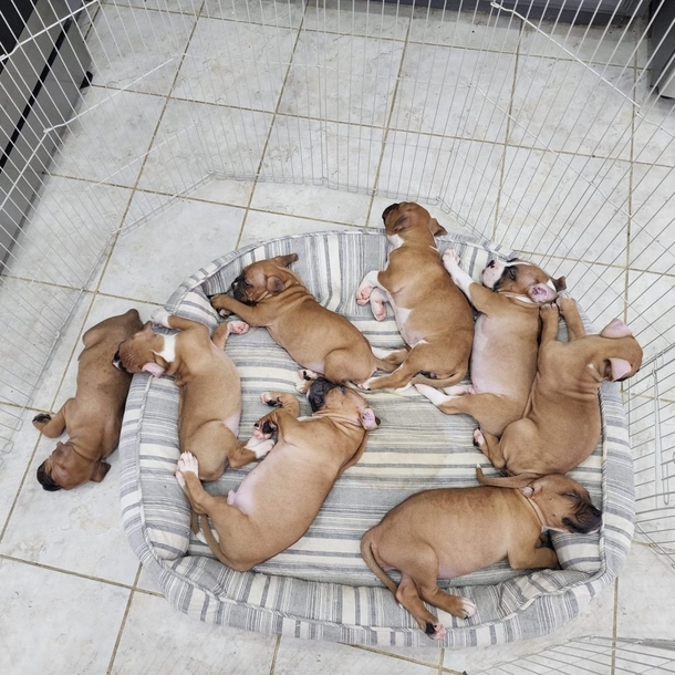 A Deserted Dog, A Hero, And A Dozen New Beginnings: This Is Ginger’s Rescue Story - picture 3