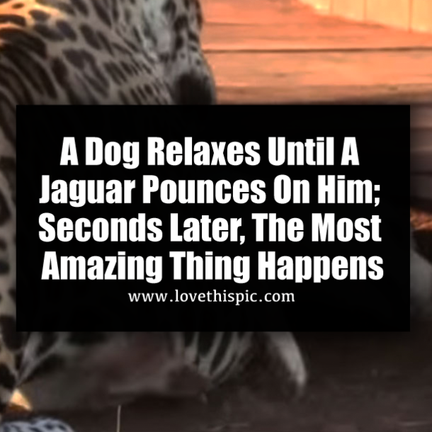 A Dog Relaxes Until A Jaguar Pounces On Him; Seconds Later, The Most Amazing Thing Happens