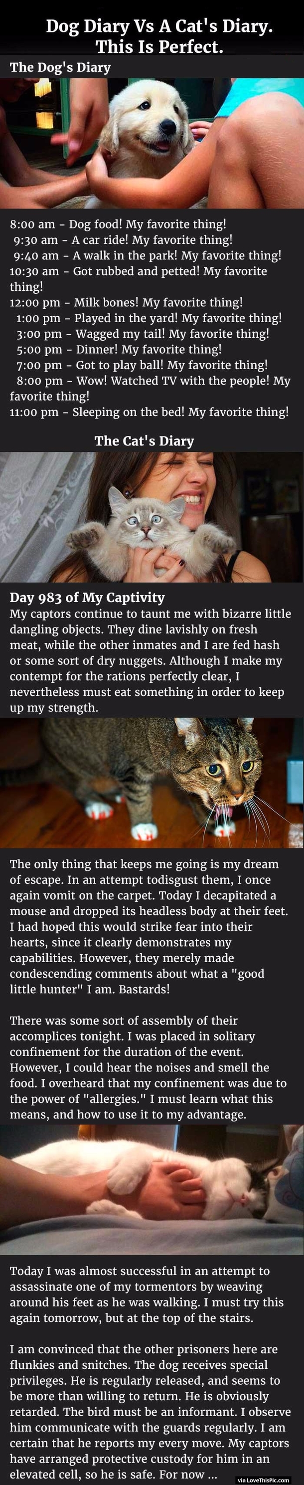 A Dog's Diary Vs. A Cat's Diary. This Is Perfect