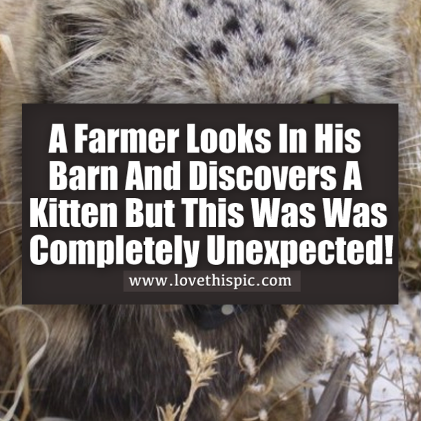 A Farmer Looks In His Barn And Discovers A Kitten But This Was Was Completely Unexpected!