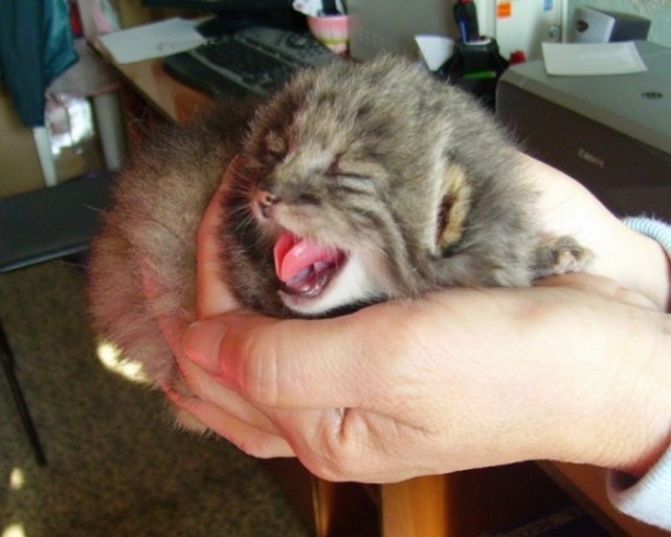 A Farmer Looks In His Barn And Discovers A Kitten But This Was Was Completely Unexpected! - picture 2