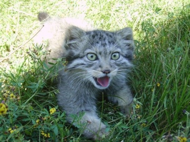 A Farmer Looks In His Barn And Discovers A Kitten But This Was Was Completely Unexpected! - picture 3