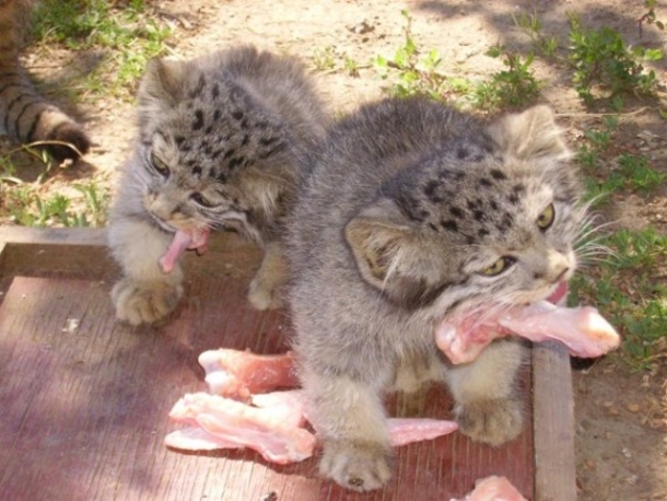 A Farmer Looks In His Barn And Discovers A Kitten But This Was Was Completely Unexpected! - picture 4