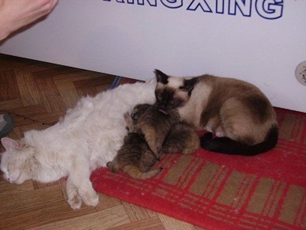 A Farmer Looks In His Barn And Discovers A Kitten But This Was Was Completely Unexpected! - picture 5