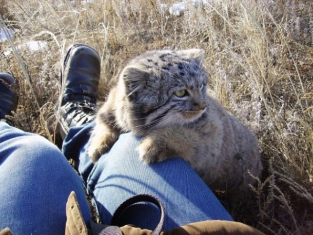 A Farmer Looks In His Barn And Discovers A Kitten But This Was Was Completely Unexpected! - picture 8