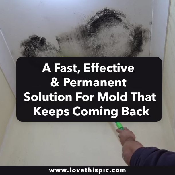 A Fast, Effective & Permanent Solution For Mold That Keeps Coming Back