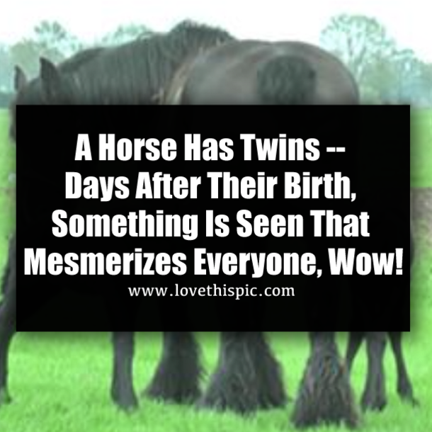 A Horse Has Twins -- Days After Their Birth, Something Is Seen That Mesmerizes Everyone, Wow!