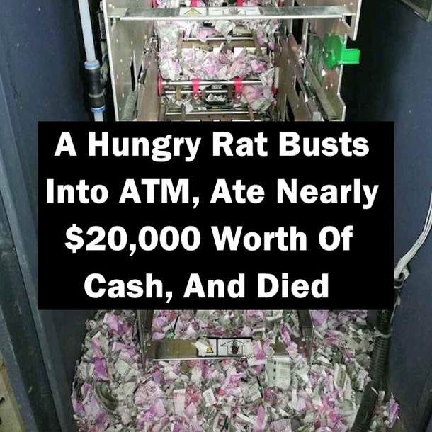 A Hungry Rat Busts Into ATM, Ate Nearly $20,000 Worth Of Cash, And Died