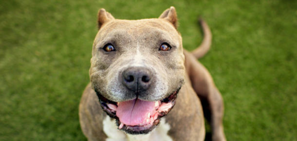 A Husband Warns Wife That This Pitbull Will Hurt Their Toddler. She Didn't Listen And Now This Happened - picture 2