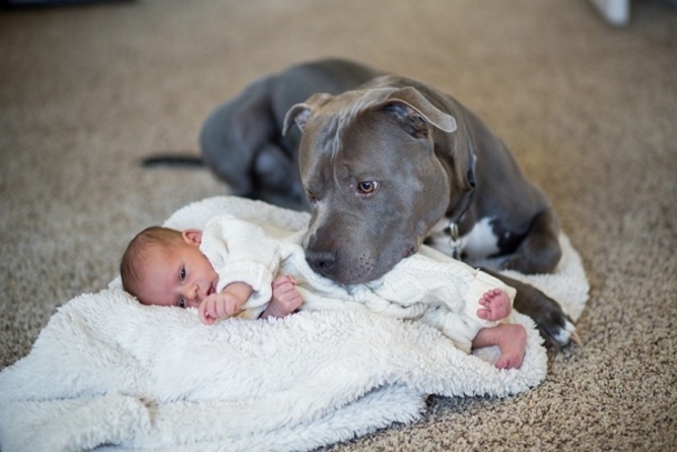 A Husband Warns Wife That This Pitbull Will Hurt Their Toddler. She Didn't Listen And Now This Happened - picture 3