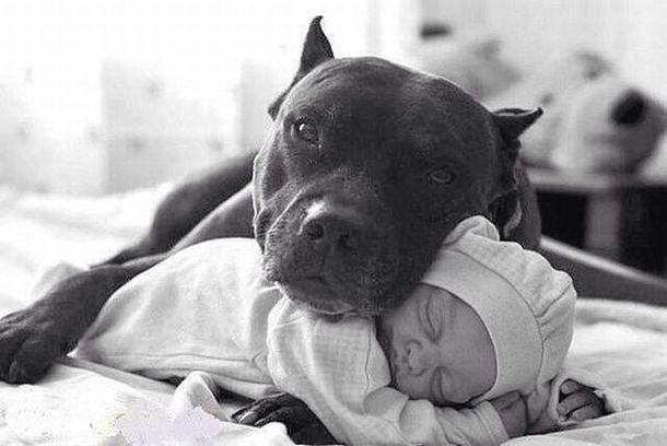 A Husband Warns Wife That This Pitbull Will Hurt Their Toddler. She Didn't Listen And Now This Happened - picture 4