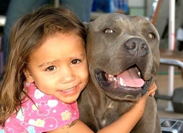 A Husband Warns Wife That This Pitbull Will Hurt Their Toddler. She Didn't Listen And Now This Happened - picture 5