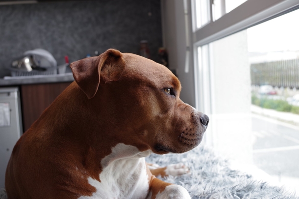 A Husband Warns Wife That This Pitbull Will Hurt Their Toddler. She Didn't Listen And Now This Happened - picture 6