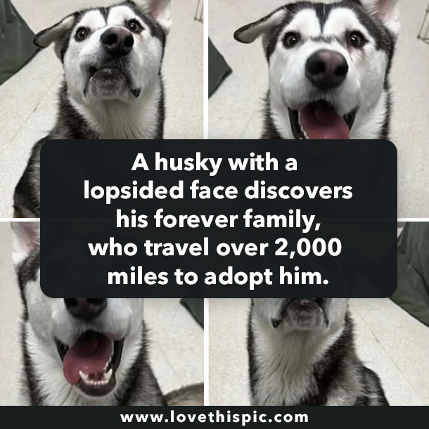 A husky with a lopsided face discovers his forever family, who travel over 2,000 miles to adopt him.