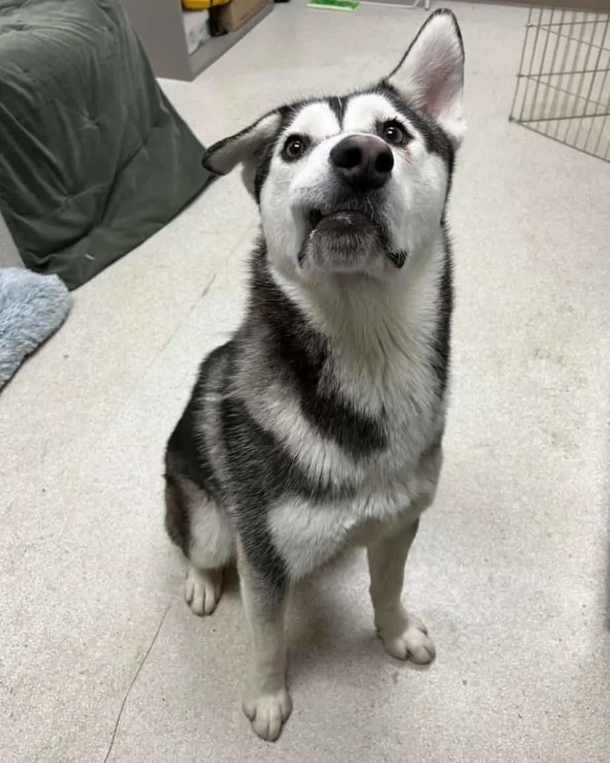 A husky with a lopsided face discovers his forever family, who travel over 2,000 miles to adopt him. - picture 2