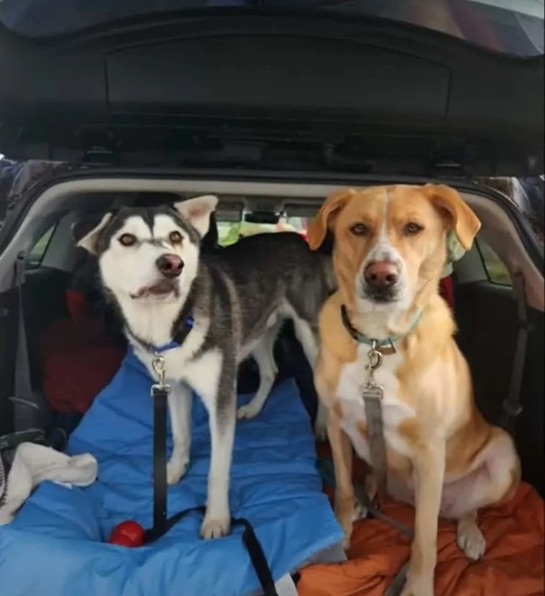 A husky with a lopsided face discovers his forever family, who travel over 2,000 miles to adopt him. - picture 5