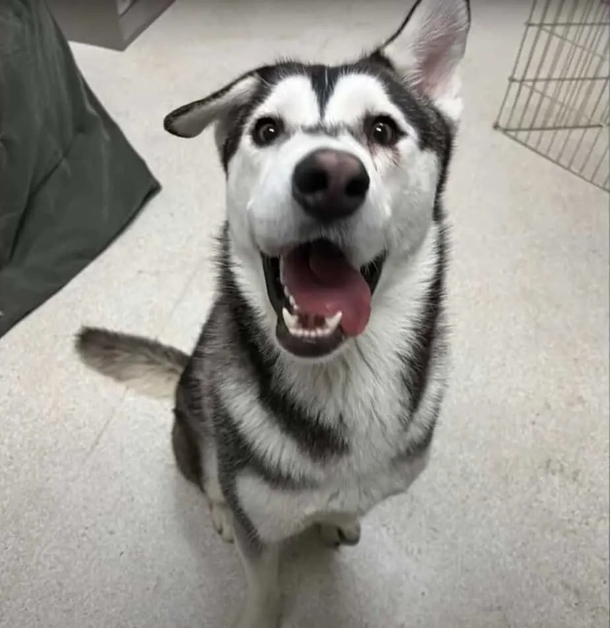 A husky with a lopsided face discovers his forever family, who travel over 2,000 miles to adopt him. - picture 7
