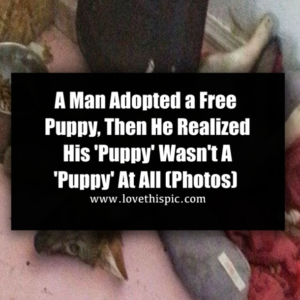 A Man Adopted a Free Puppy, Then He Realized His 'Puppy' Wasn't A 'Puppy' At All (Photos)