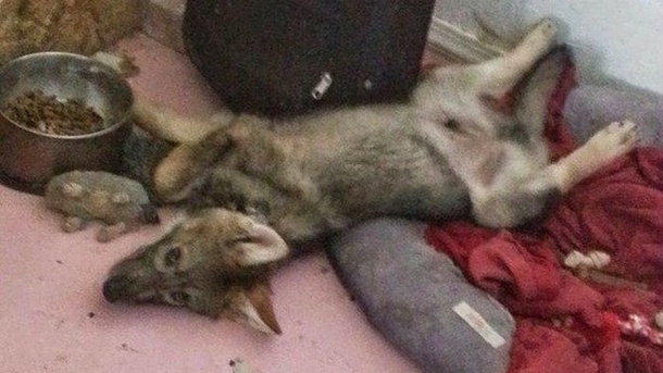 A Man Adopted a Free Puppy, Then He Realized His 'Puppy' Wasn't A 'Puppy' At All (Photos) - picture 2