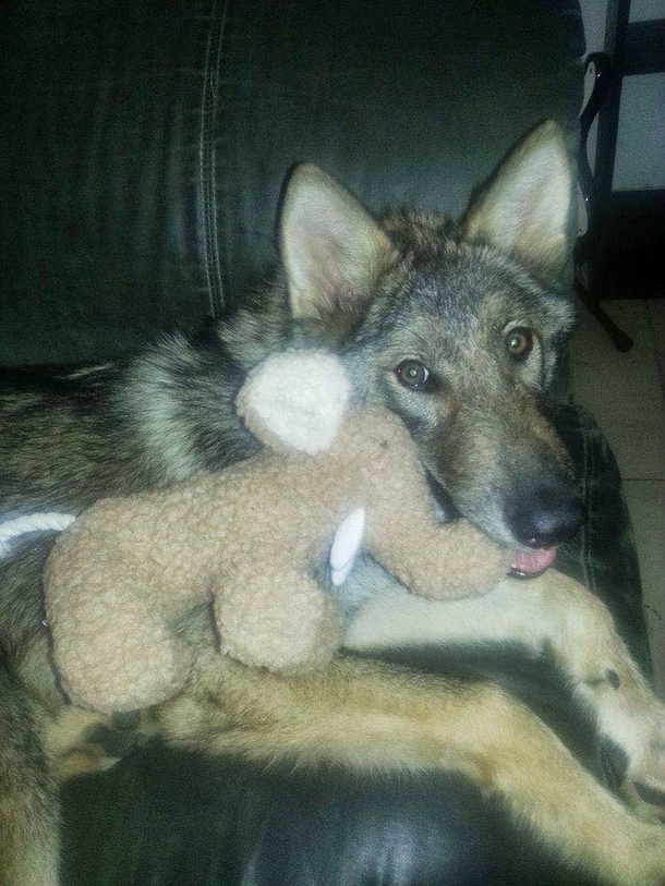 A Man Adopted a Free Puppy, Then He Realized His 'Puppy' Wasn't A 'Puppy' At All (Photos) - picture 3