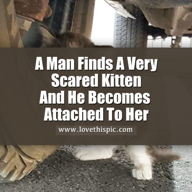 A Man Finds A Very Scared Kitten And He Becomes Attached To Her