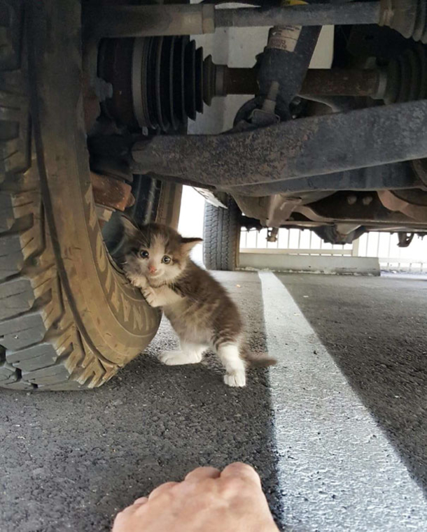 A Man Finds A Very Scared Kitten And He Becomes Attached To Her - picture 2