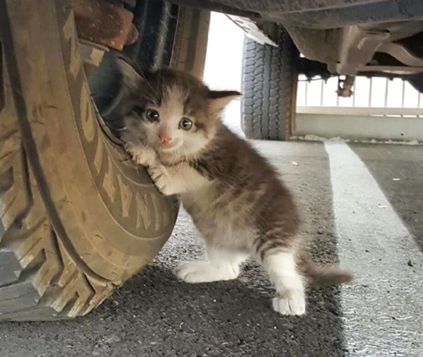 A Man Finds A Very Scared Kitten And He Becomes Attached To Her - picture 3