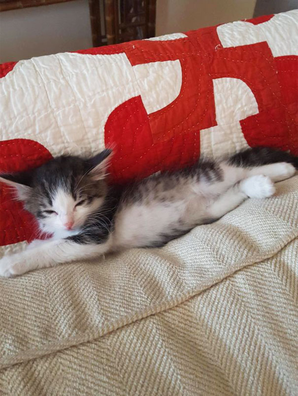 A Man Finds A Very Scared Kitten And He Becomes Attached To Her - picture 4