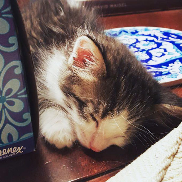 A Man Finds A Very Scared Kitten And He Becomes Attached To Her - picture 5