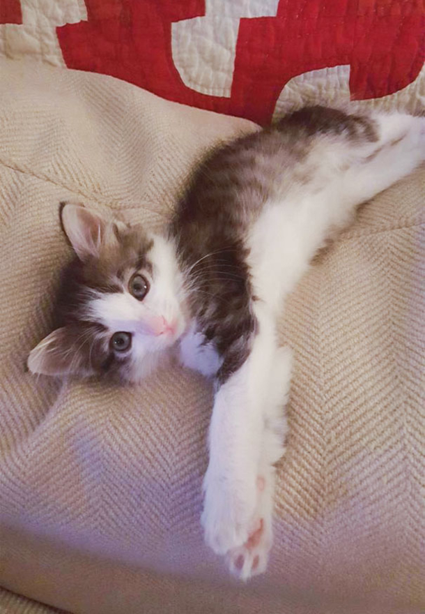 A Man Finds A Very Scared Kitten And He Becomes Attached To Her - picture 6