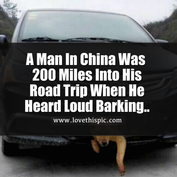 A Man In China Was 200 Miles Into His Road Trip When He Heard Loud Barking..