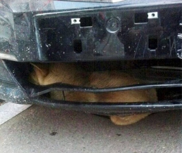 A Man In China Was 200 Miles Into His Road Trip When He Heard Loud Barking.. - picture 2