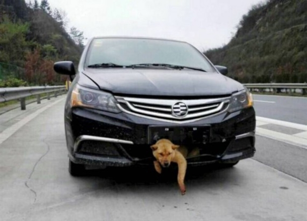A Man In China Was 200 Miles Into His Road Trip When He Heard Loud Barking.. - picture 3