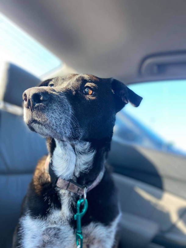 A Military family is reunited with dog they had to give her up 3 years ago - picture 2