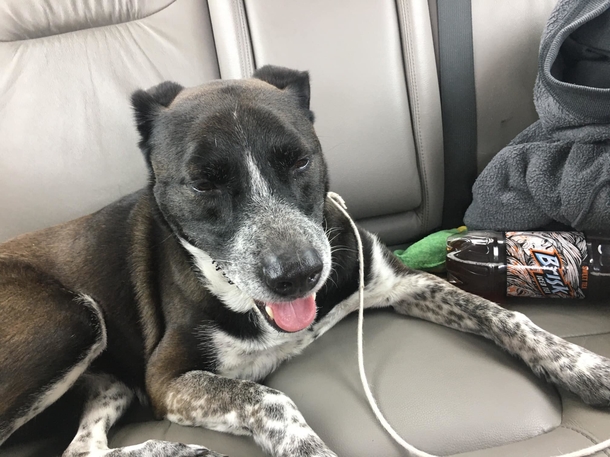 A Military family is reunited with dog they had to give her up 3 years ago - picture 4