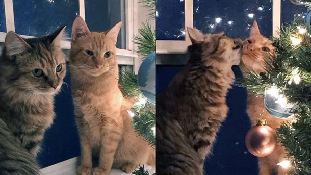 A Picture Of Kittens Kissing By the Christmas Tree Is Taking The Internet By Storm - picture 2