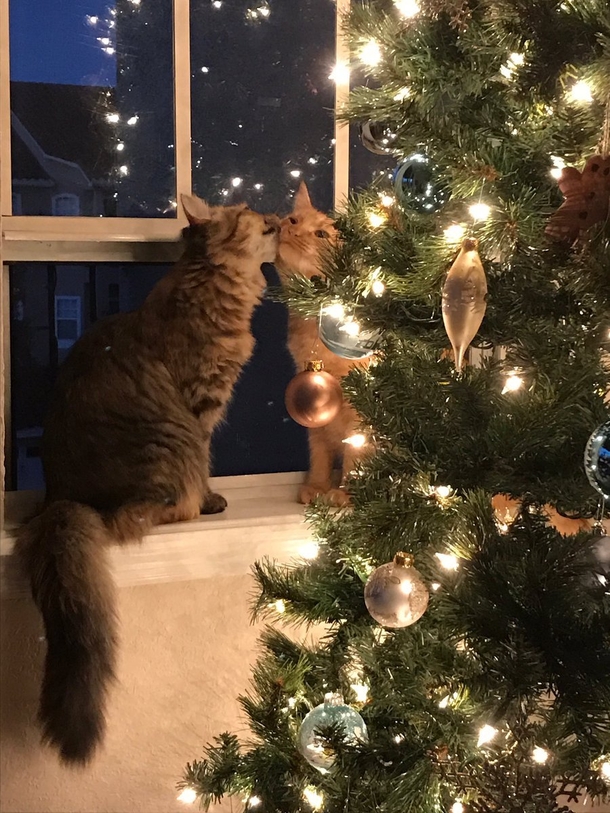 A Picture Of Kittens Kissing By the Christmas Tree Is Taking The Internet By Storm - picture 3