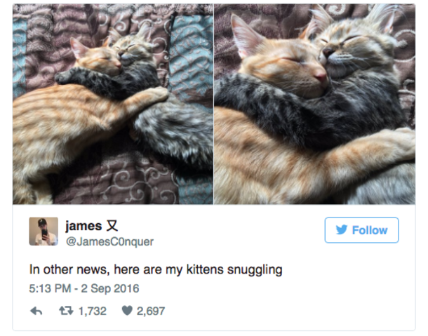 A Picture Of Kittens Kissing By the Christmas Tree Is Taking The Internet By Storm - picture 4