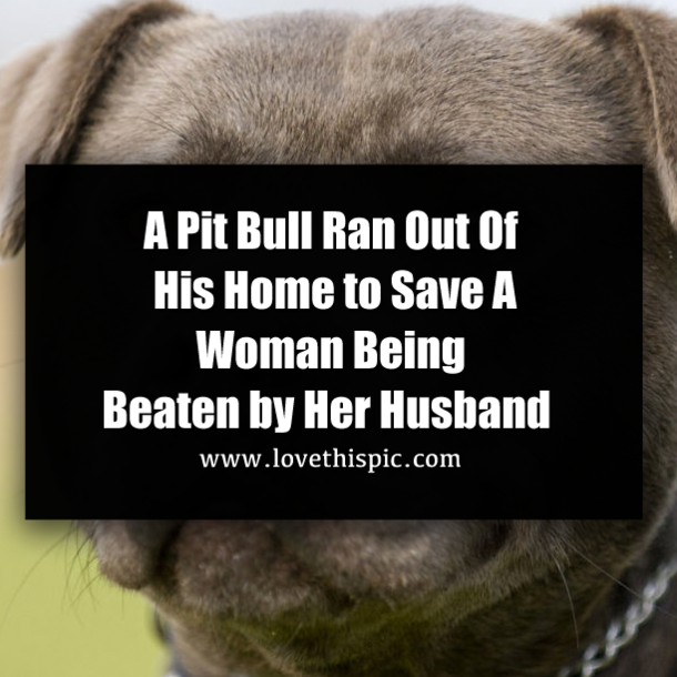 A Pit Bull Ran Out of His Home to Save a Woman Being Beaten by Her Husband