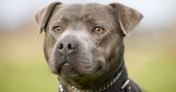 A Pit Bull Ran Out of His Home to Save a Woman Being Beaten by Her Husband - picture 2