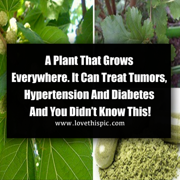 A Plant That Grows Everywhere. It Can Treat Tumors, Hypertension And Diabetes And You Didn’t Know This!