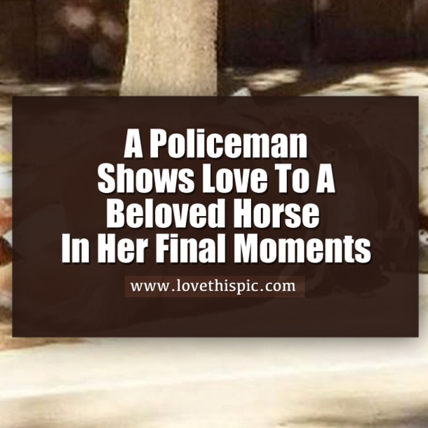 A Policeman Shows Love To A Beloved Horse In Her Final Moments