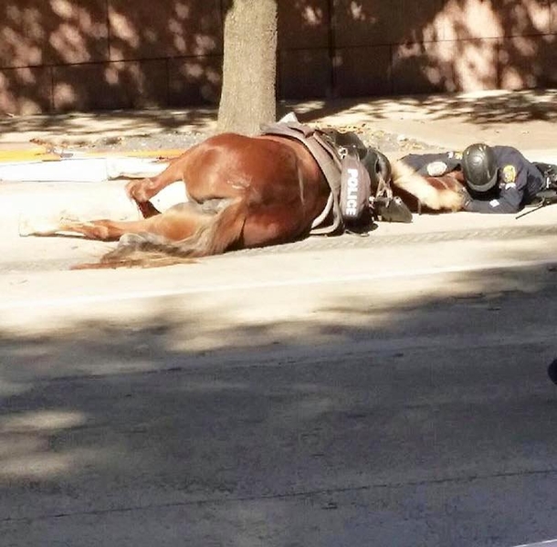 A Policeman Shows Love To A Beloved Horse In Her Final Moments - picture 2