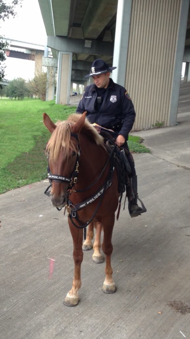 A Policeman Shows Love To A Beloved Horse In Her Final Moments - picture 3