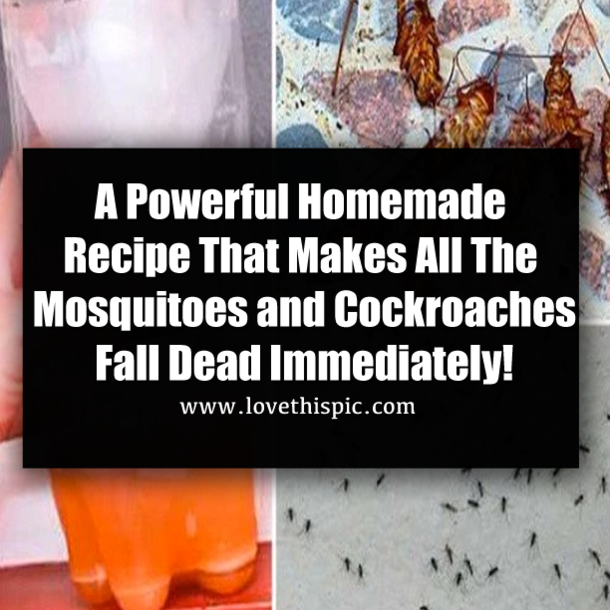 A Powerful Homemade Recipe That Makes All The Mosquitoes and Cockroaches Fall Dead Immediately!