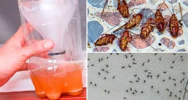 A Powerful Homemade Recipe That Makes All The Mosquitoes and Cockroaches Fall Dead Immediately! - picture 2