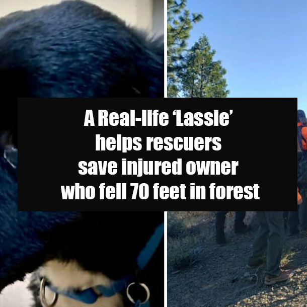 A Real-life ‘Lassie’ helps rescuers save injured owner who fell 70 feet in forest