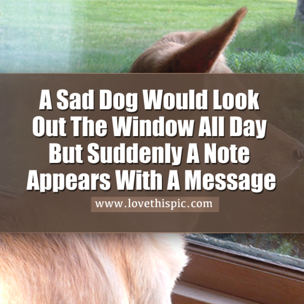 A Sad Dog Would Look Out The Window All Day But Suddenly A Note Appears With A Message